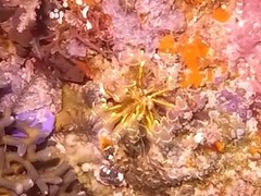 Clavelina detorta