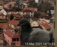 Columba livia domestica