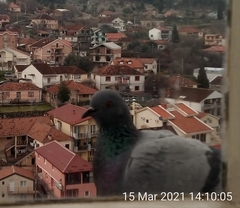 Columba livia domestica