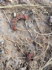 Hoffmannseggia drepanocarpa