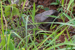 Varanus albigularis