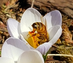 Apis mellifera