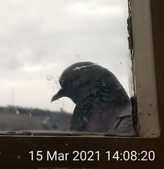 Columba livia domestica