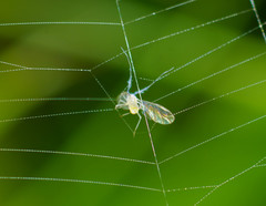 Takecallis arundinariae