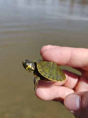 Trachemys scripta scripta