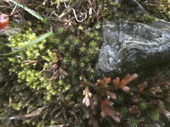 Selaginella wallacei