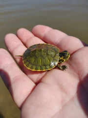 Trachemys scripta scripta
