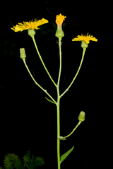 Hieracium umbellatum umbellatum