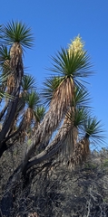 Yucca periculosa