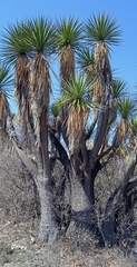 Yucca periculosa