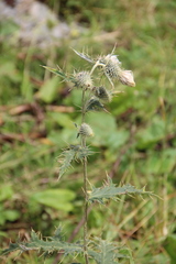 Cirsium chlorocomos