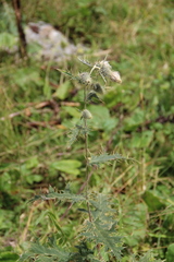 Cirsium chlorocomos