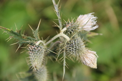 Cirsium chlorocomos