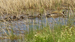 Speculanas specularis