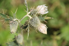 Cirsium chlorocomos