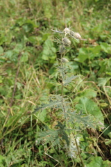 Cirsium chlorocomos