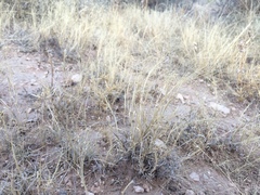 Muhlenbergia arenacea