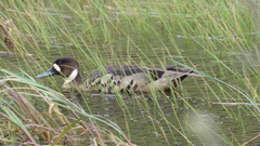 Speculanas specularis