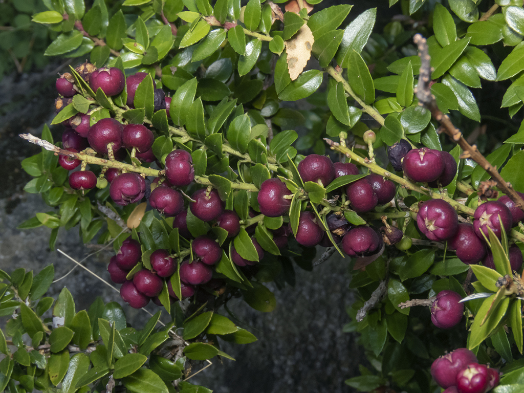 Gaultheria