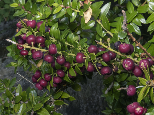 Gaultheria