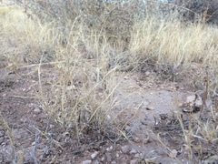 Muhlenbergia arenacea