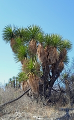 Yucca periculosa