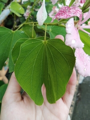 Bauhinia monandra