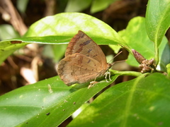 Arhopala japonica