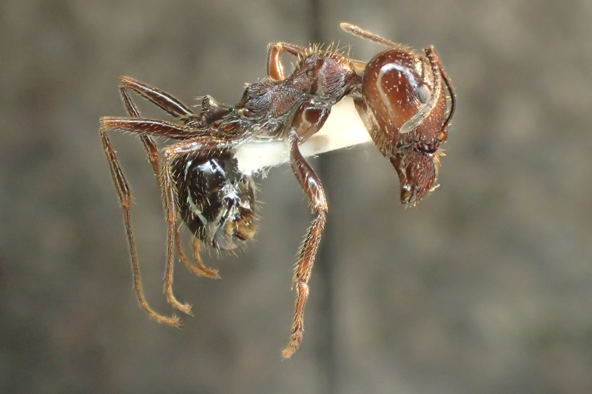 Messor oertzeni