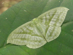 Mixochlora vittata