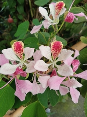 Bauhinia monandra