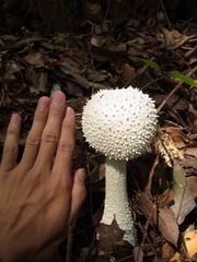 Amanita virgineoides