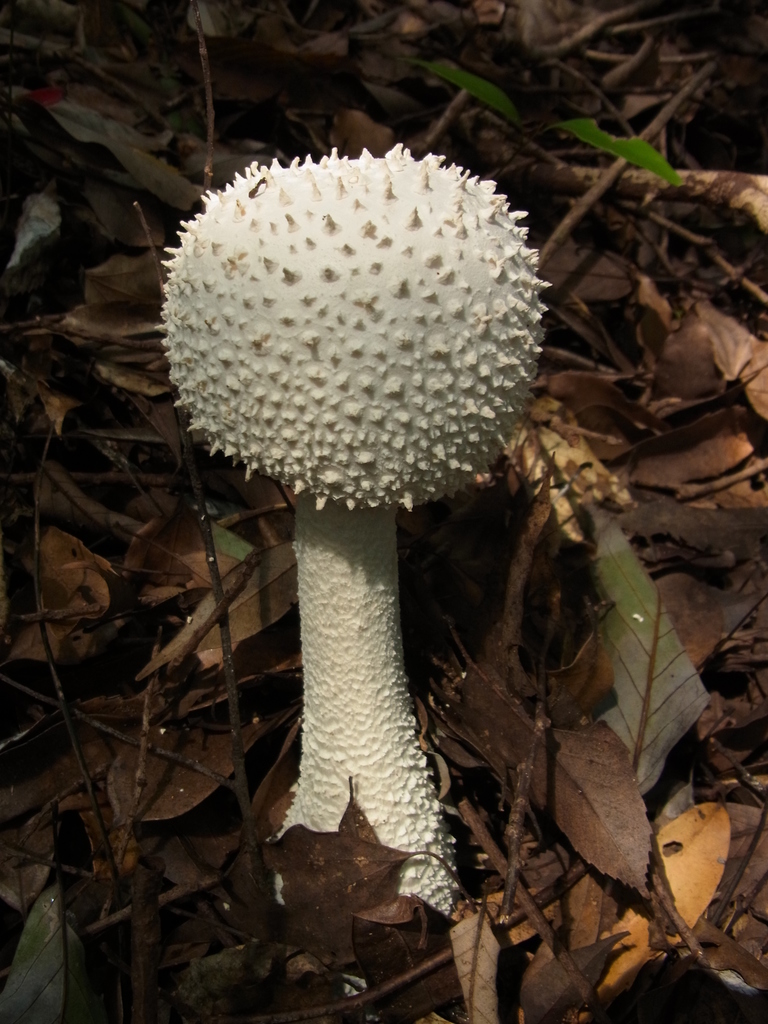 Amanita virgineoides · August 2014 · photo: © heikindai_87 (iNaturalist, cc0)