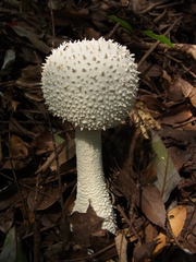 Amanita virgineoides
