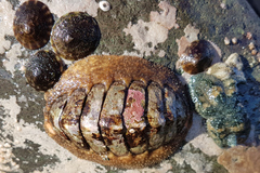 Chitonidae