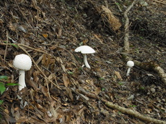 Amanita virgineoides