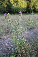 Cirsium ciliatum