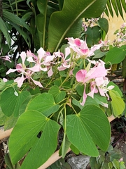 Bauhinia monandra