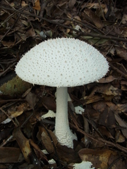 Amanita virgineoides