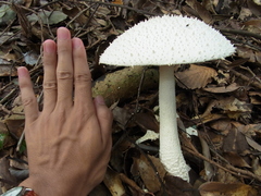 Amanita virgineoides