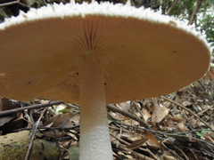 Amanita virgineoides