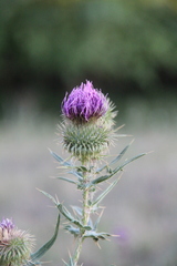 Cirsium ciliatum