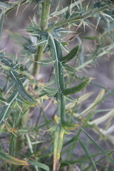 Cirsium ciliatum