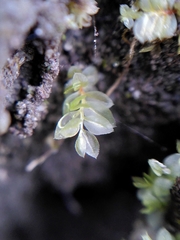 Mnium stellare