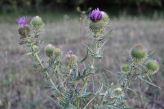 Cirsium ciliatum