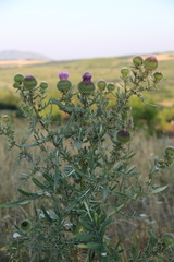 Cirsium ciliatum