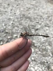 Ophiogomphus bison
