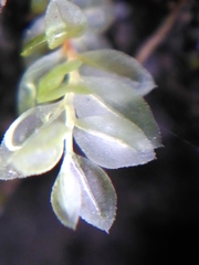 Mnium stellare