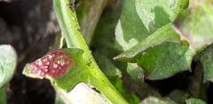 Puccinia dioicae silvatica