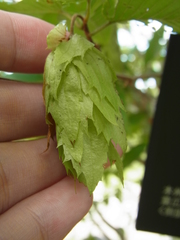 Carpinus japonica